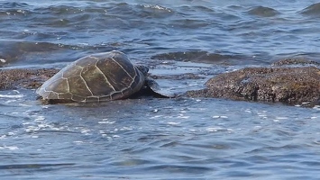 Video: Turtle heading out